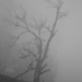 Fogtree by wenbow