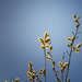 pussy willow by kali66