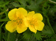 28th Aug 2013 - Silverweed
