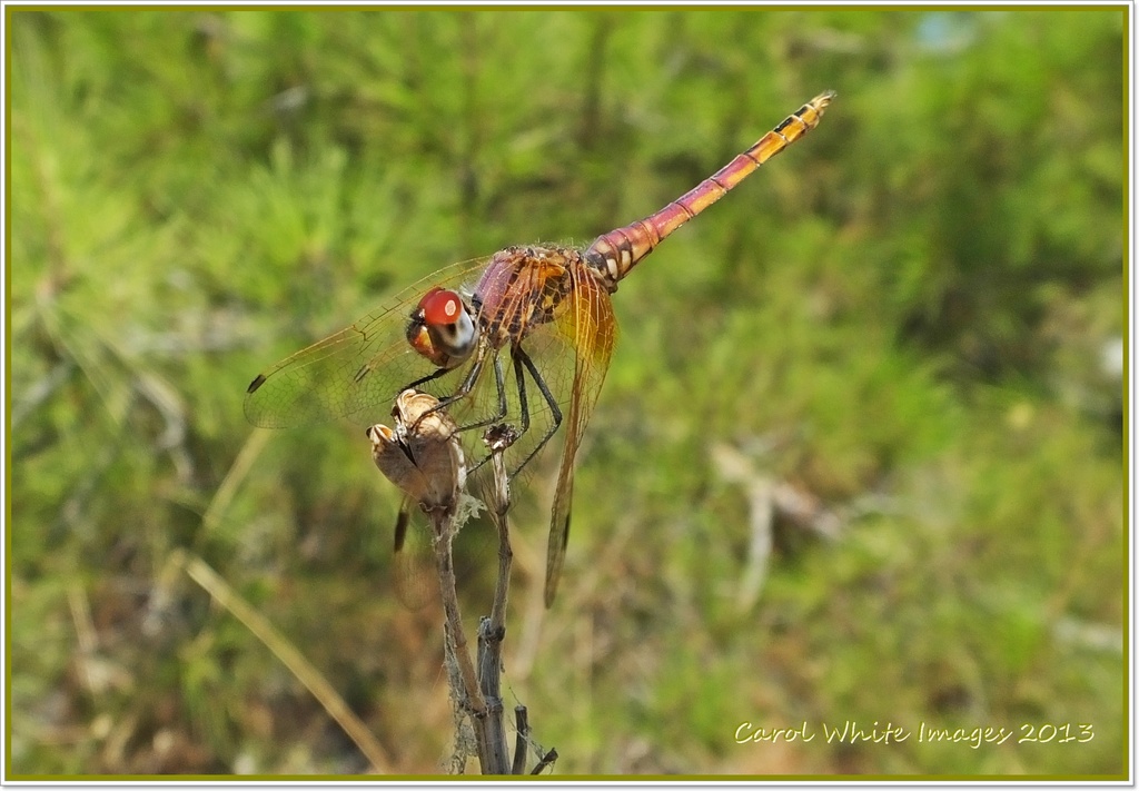 Dragonfly by carolmw