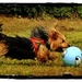 Ball-chase by beryl
