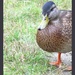 Sooc Duck by filsie65
