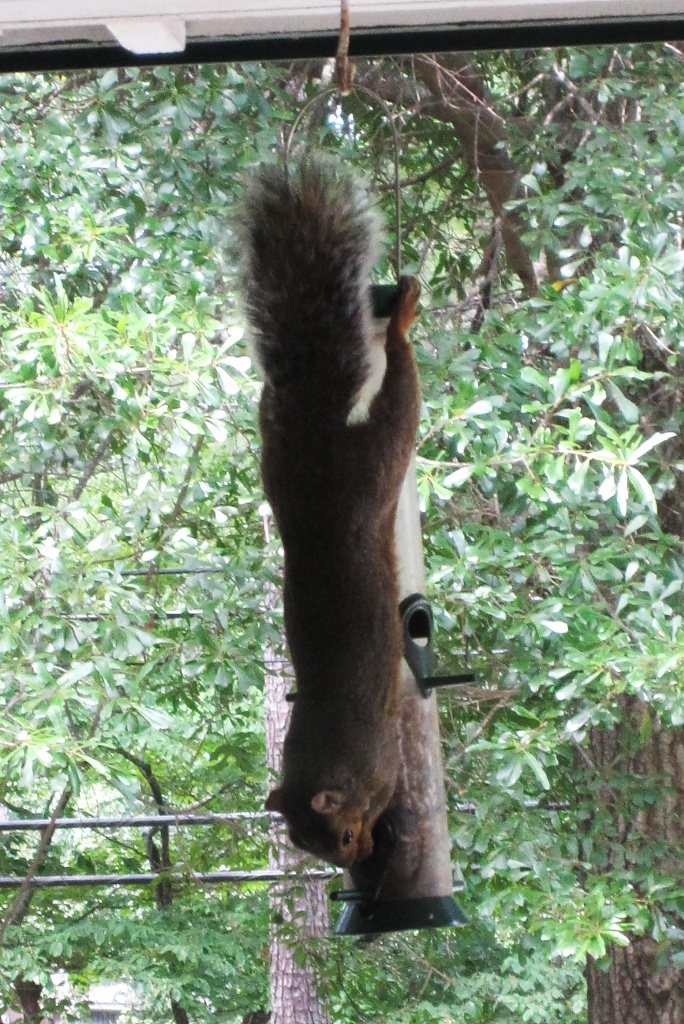 Aug 30. gymnastic squirrel by margonaut