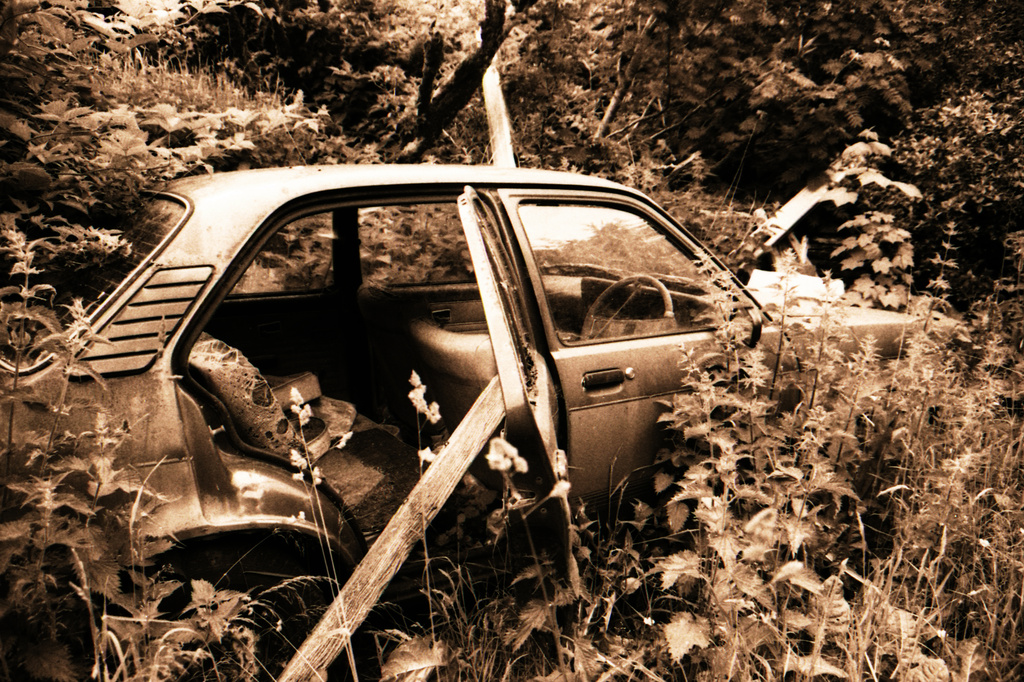 car jungle by ingrid2101