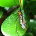 Little Bug by mozette