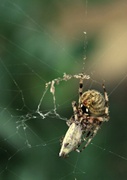 2nd Sep 2013 - Spider