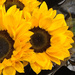 Sunflower by mvogel