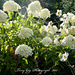 White Garden by tonygig