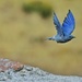 Mountain Bluebird by aikiuser