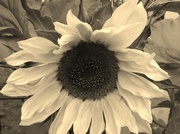 31st Aug 2013 - Sepia Sunflower