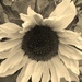 Sepia Sunflower by bjywamer