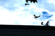 2nd Sep 2013 - Blackbird Flies