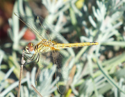 2nd Sep 2013 - Dragon fly
