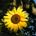 Sunflower by jeff