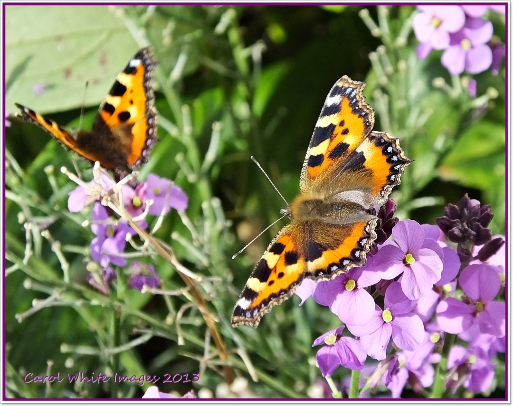 Small Tortoiseshell Butterflies by carolmw