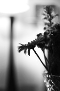 2nd Sep 2013 - flower noir