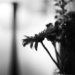 flower noir by pocketmouse