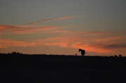 3rd Sep 2013 - Horse in Kansas Sunrise