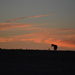 Horse in Kansas Sunrise by kareenking
