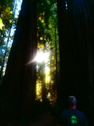3rd Sep 2013 - In the Redwood Trees