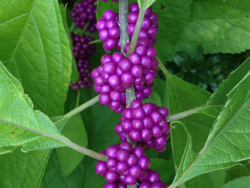 Beauty berries.  Each year around this time the amazing beauty berry bush produces these stunning purple berries. by congaree