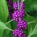Beauty berries.  Each year around this time the amazing beauty berry bush produces these stunning purple berries. by congaree