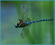 3rd Sep 2013 - Migrant Hawker Dragonfly