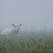 Sheep in the mist - 03-9 by barrowlane