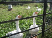 28th Aug 2013 - Inquisitive geese