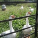 Inquisitive geese by g3xbm