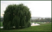 3rd Sep 2013 - Weeping willow in the rain