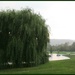 Weeping willow in the rain by mittens