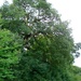 Sep 03: Tree by bulldog