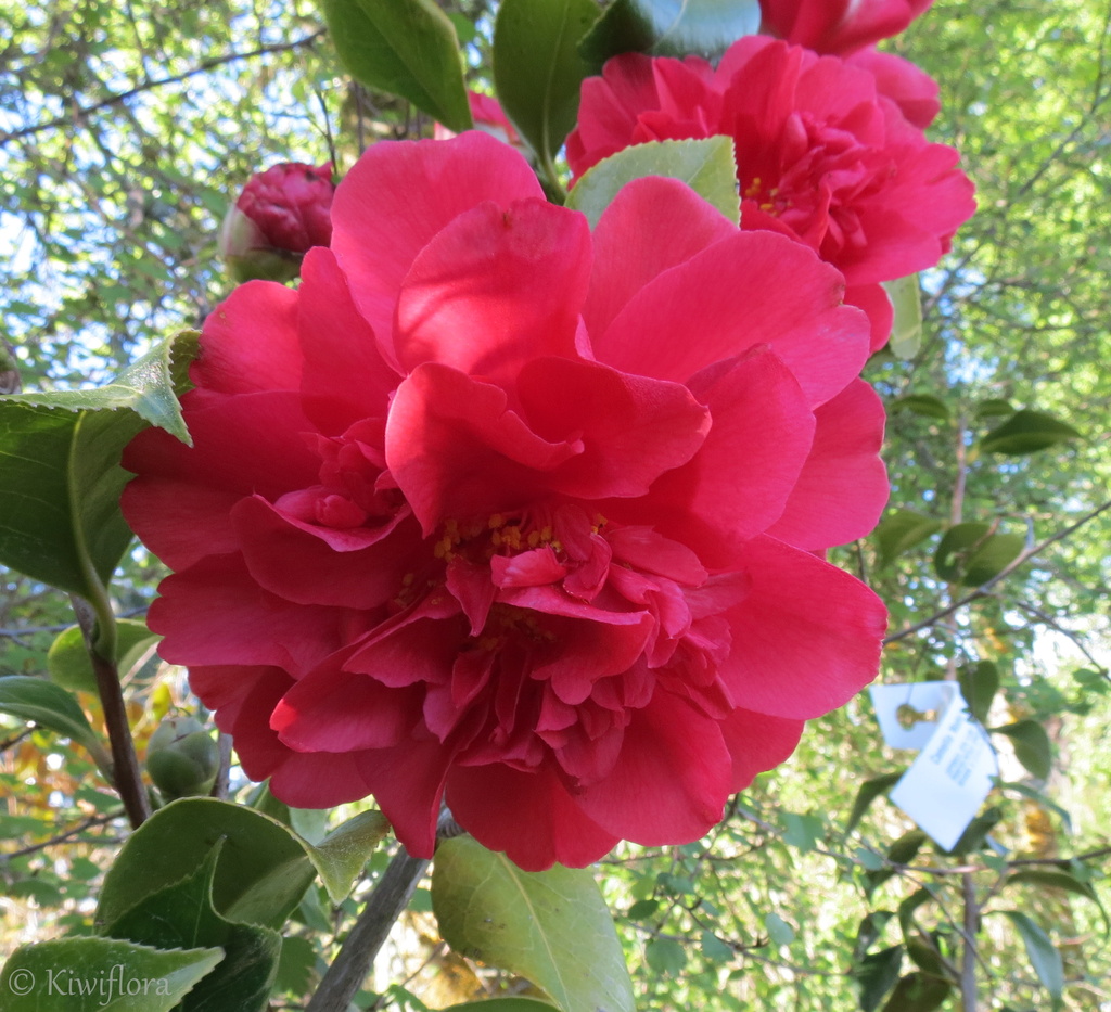 Frilly Red Camellia by kiwiflora
