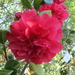 Frilly Red Camellia by kiwiflora