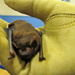 Noctule bat by busylady