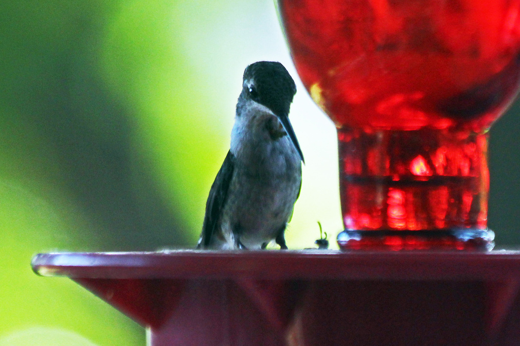And what are you doing in MY feeder? by milaniet