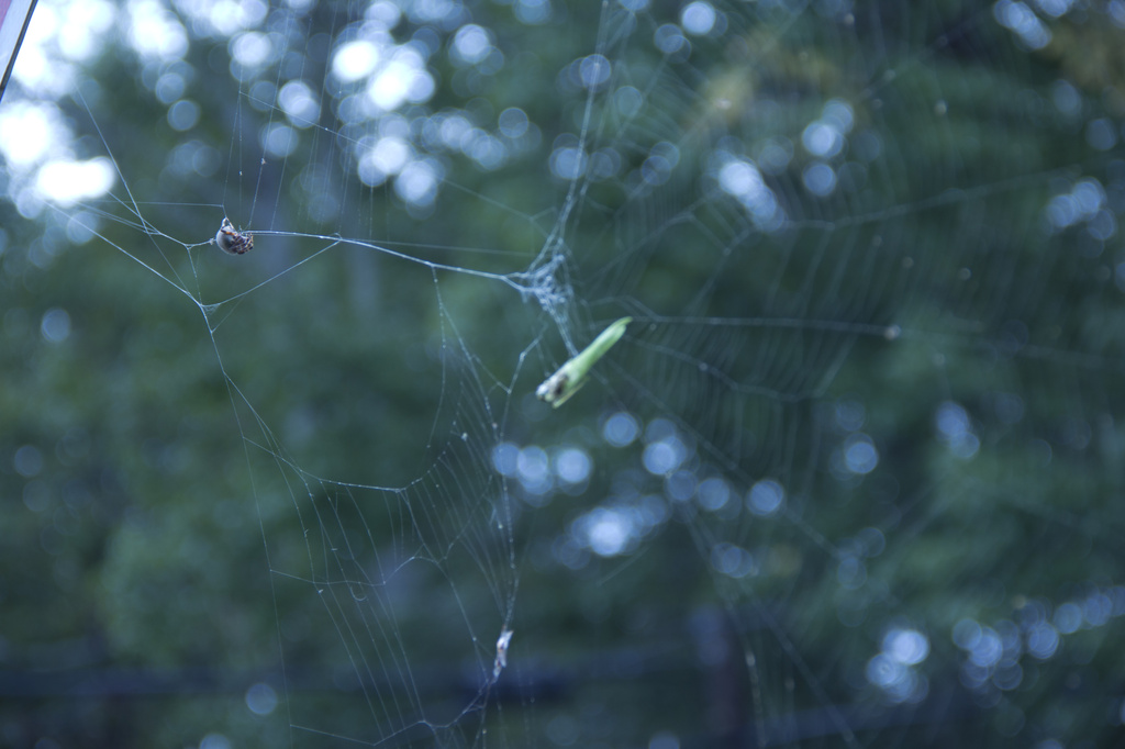 Welcome to my web - said the spider by hjbenson