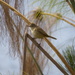 Australian Reed Warbler  by sugarmuser
