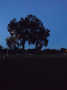 3rd Sep 2013 - A lone tree