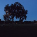 A lone tree by bkbinthecity