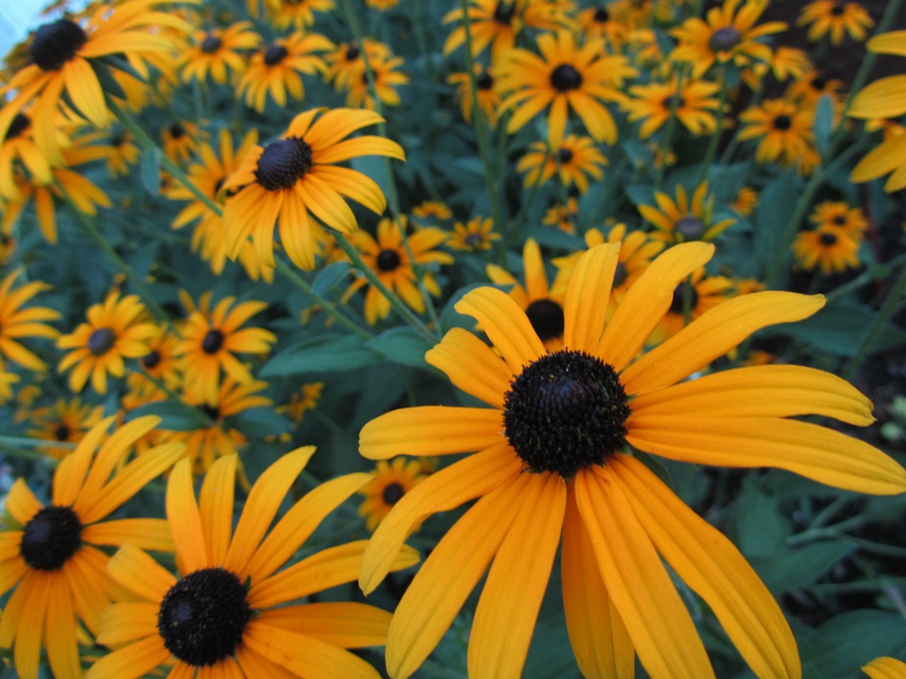 Attack of the Black Eyed Susans by mrsbubbles