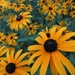 Attack of the Black Eyed Susans by mrsbubbles
