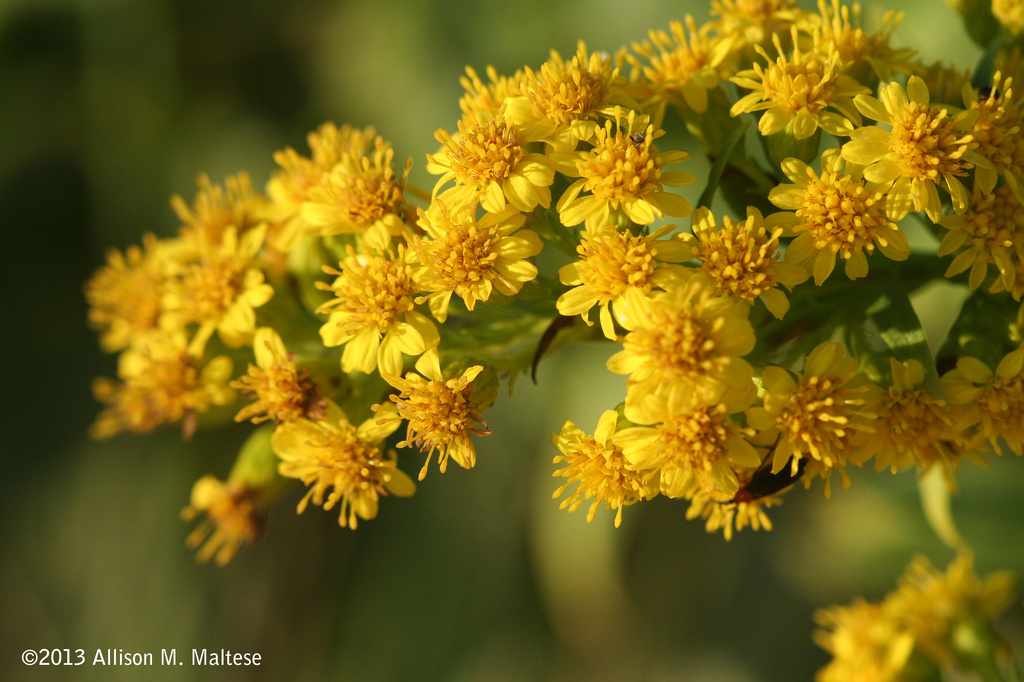 Goldenrod by falcon11