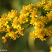 Goldenrod by falcon11