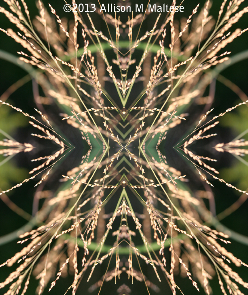 Grasses Abstract by falcon11