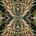 Grasses Abstract by falcon11