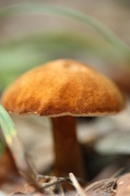 3rd Sep 2013 - Little Brown Mushroom