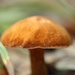 Little Brown Mushroom by mzzhope