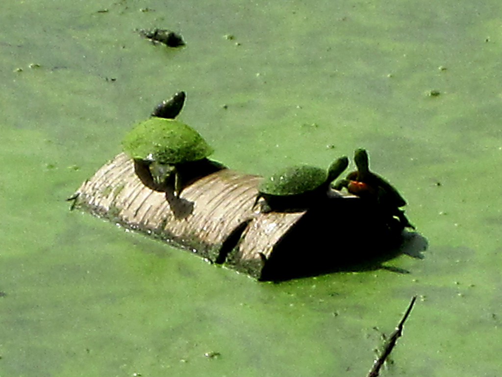 turtles by dakotakid35